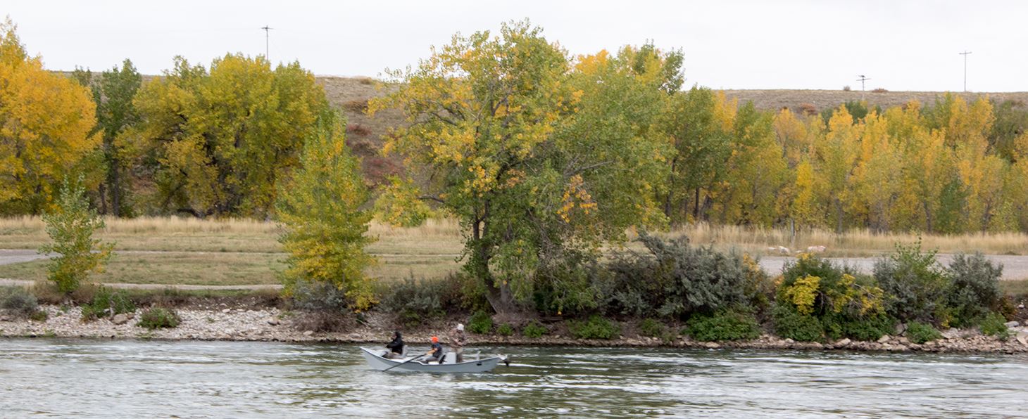 Fly fishing, Bighorn River, Fall Colors, Fly fishing, Bighorn RIver fly fishing, Bighorn River Fishing reports, fishing reports