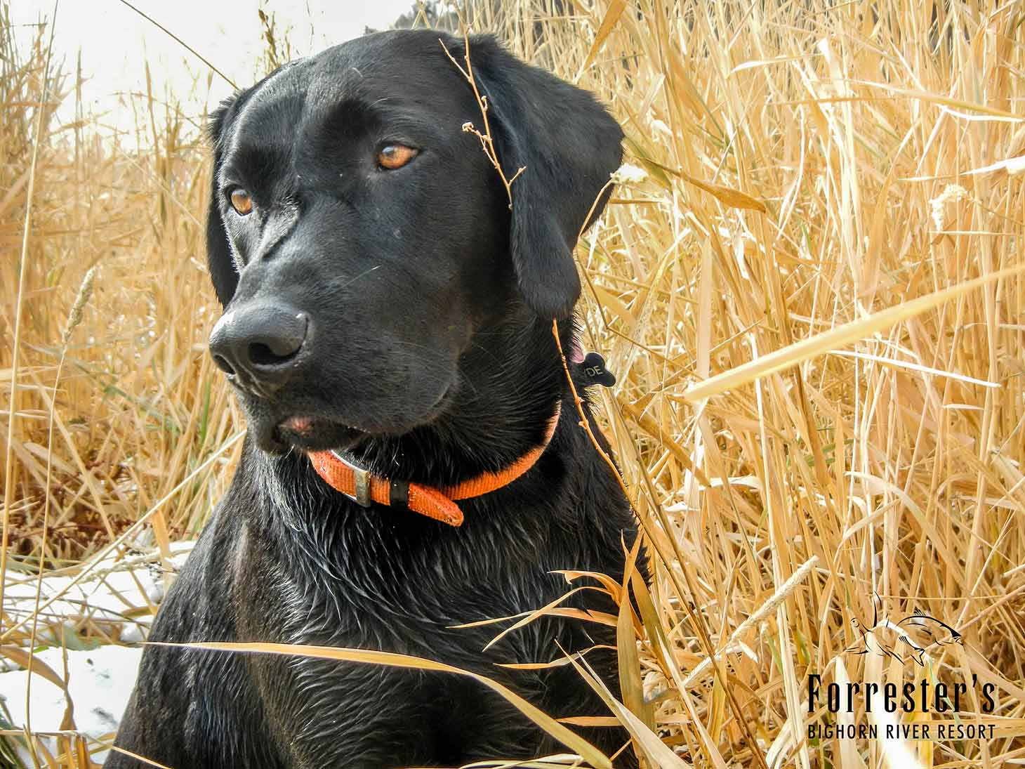 waterfowl hunting, Big Horn River, Duck dogs, black labs, Forrester's Bighorn River Resort, duck hunting