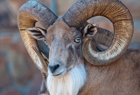 Closeup of bighorn ram