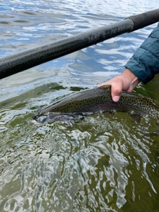 Forresters Fly Bench Fishing Report 6/5/2020