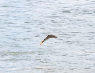 fish jumping out of water