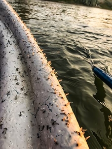 Trico Mayflies at the river