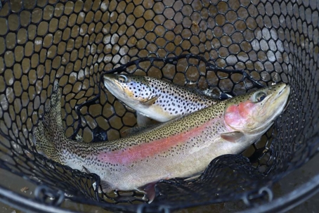 Forresters Fly Bench Fishing Report 5/22/2020