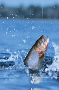 fish jumping out of water