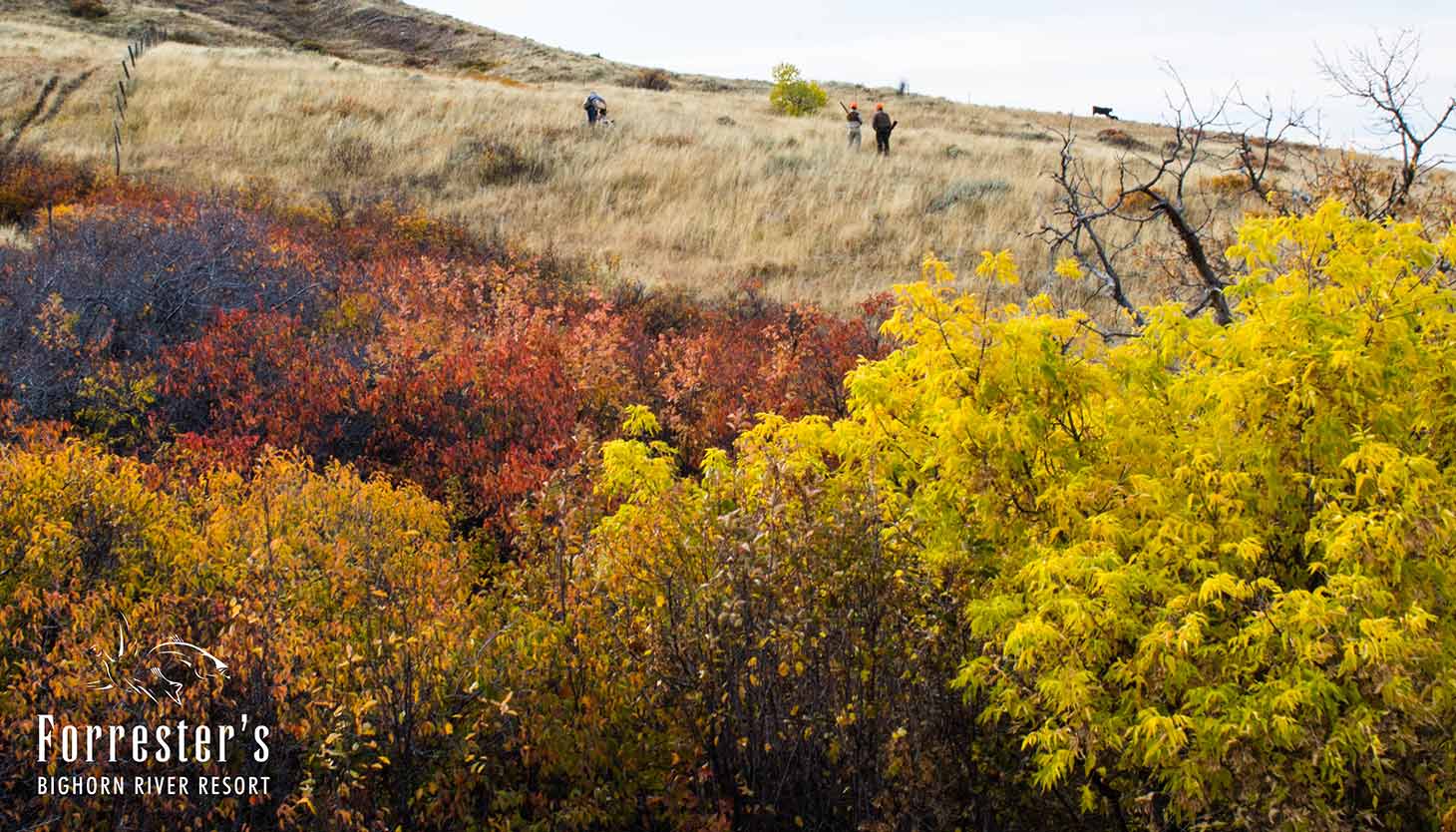 Fly Fishing, Bighorn River, Upland Bird Hunting, Montana hunting, Fishing, Montana Lodges, Fishing Lodge, Hunting Lodge